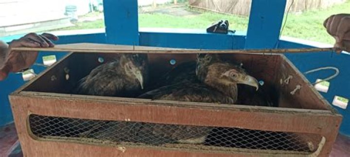 
Wildlife trafficking continues across Indo-B’desh border, BSF intercepts parcel with four Golden Eagles 